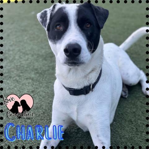 Charlie, ADOPTABLE, Young Male Labrador Retriever.