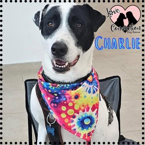 Charlie, ADOPTABLE, Young Male Labrador Retriever.