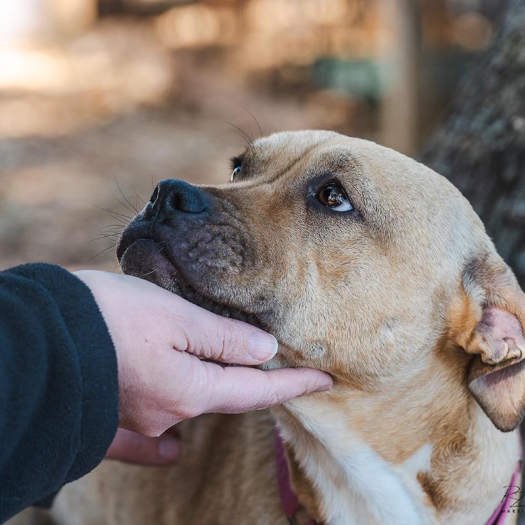 Enlarge Julie, a Adoptable mixed breed in Boerne, TX image 1/6