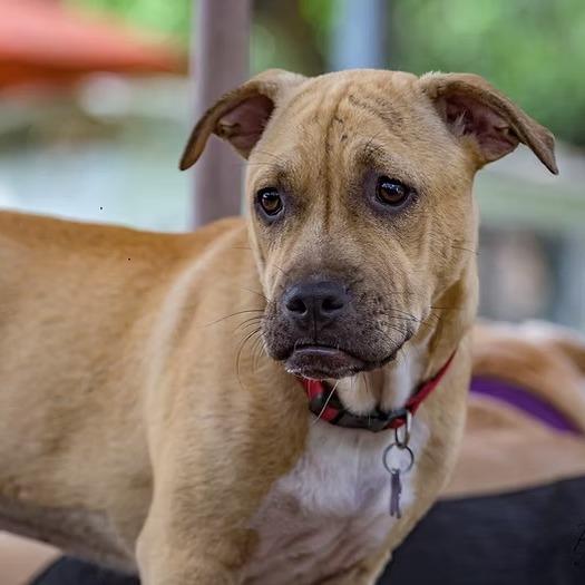Julie, Adoptable, Young Female Terrier & Shar-Pei.