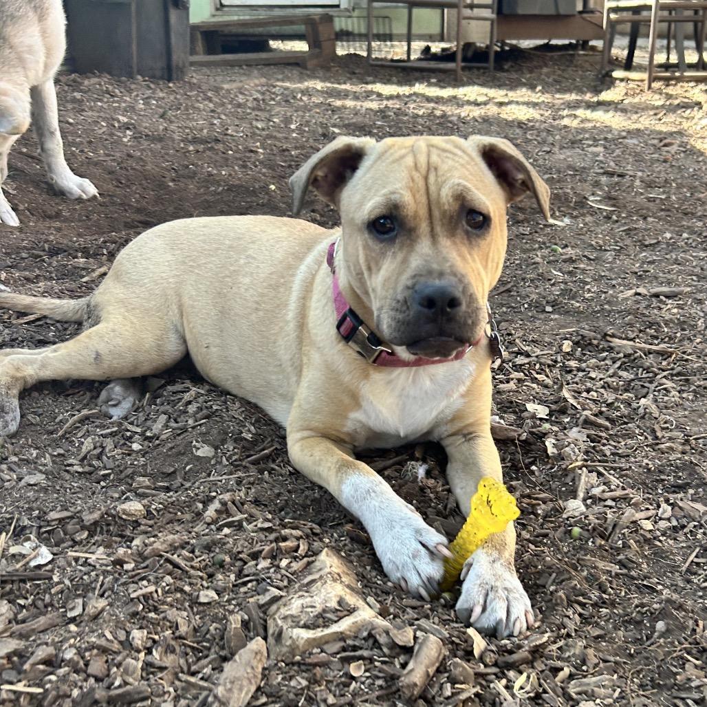 Julie, a Adoptable mixed breed in Boerne, TX image 2/6