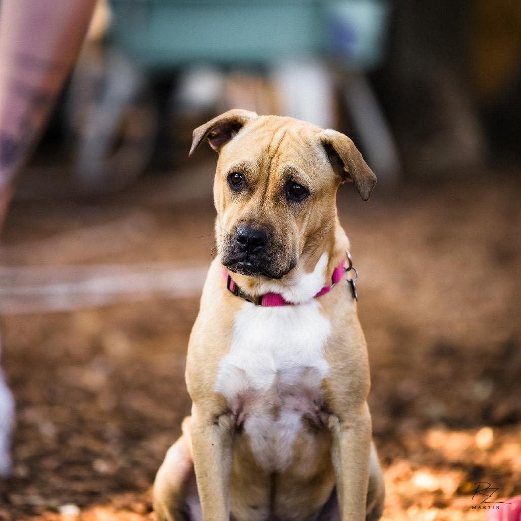 Julie, a Adoptable mixed breed in Boerne, TX image 3/6
