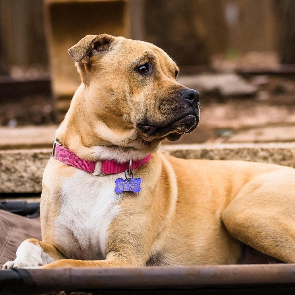 Julie, a Adoptable mixed breed in Boerne, TX image 4/6
