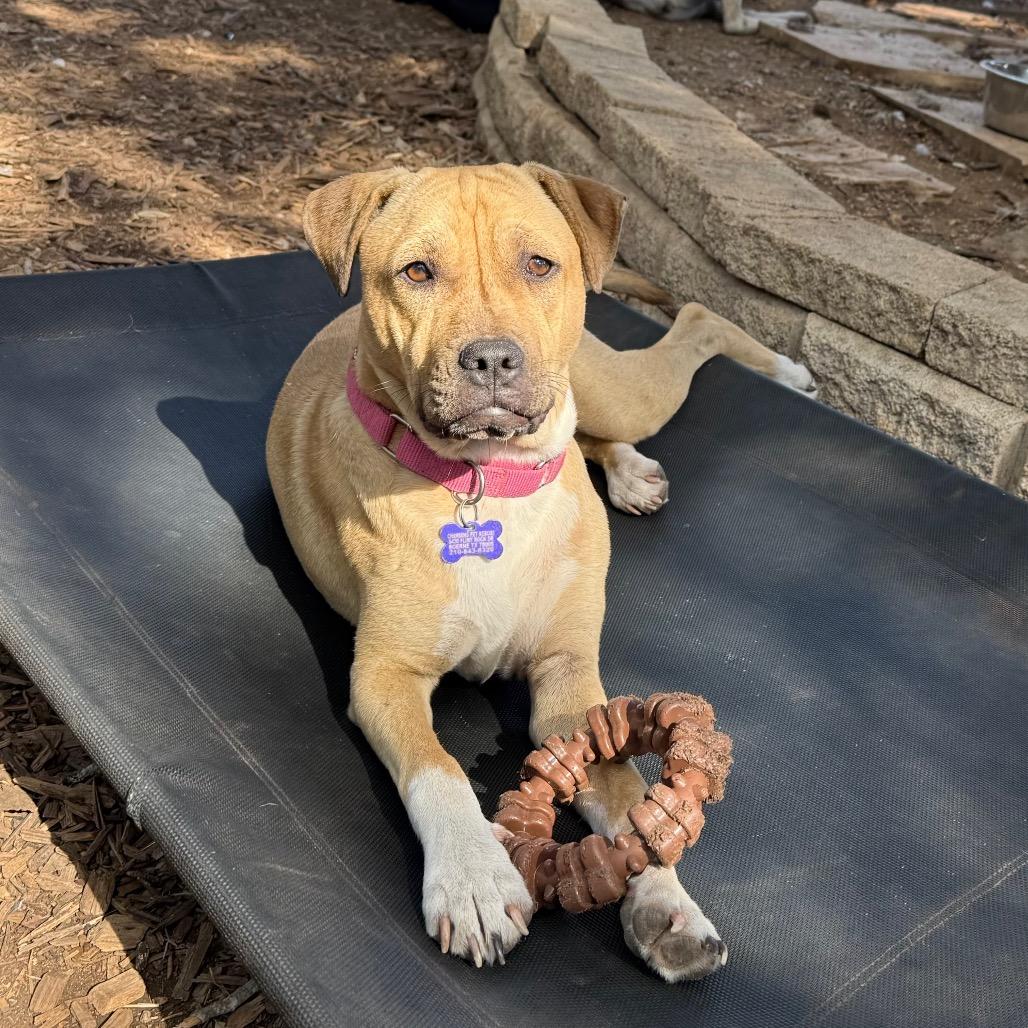Julie, a Adoptable mixed breed in Boerne, TX image 6/6