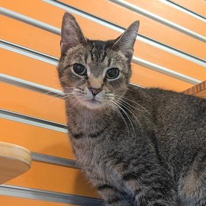 Brownie, Adoptable, Senior Male Domestic Short Hair.