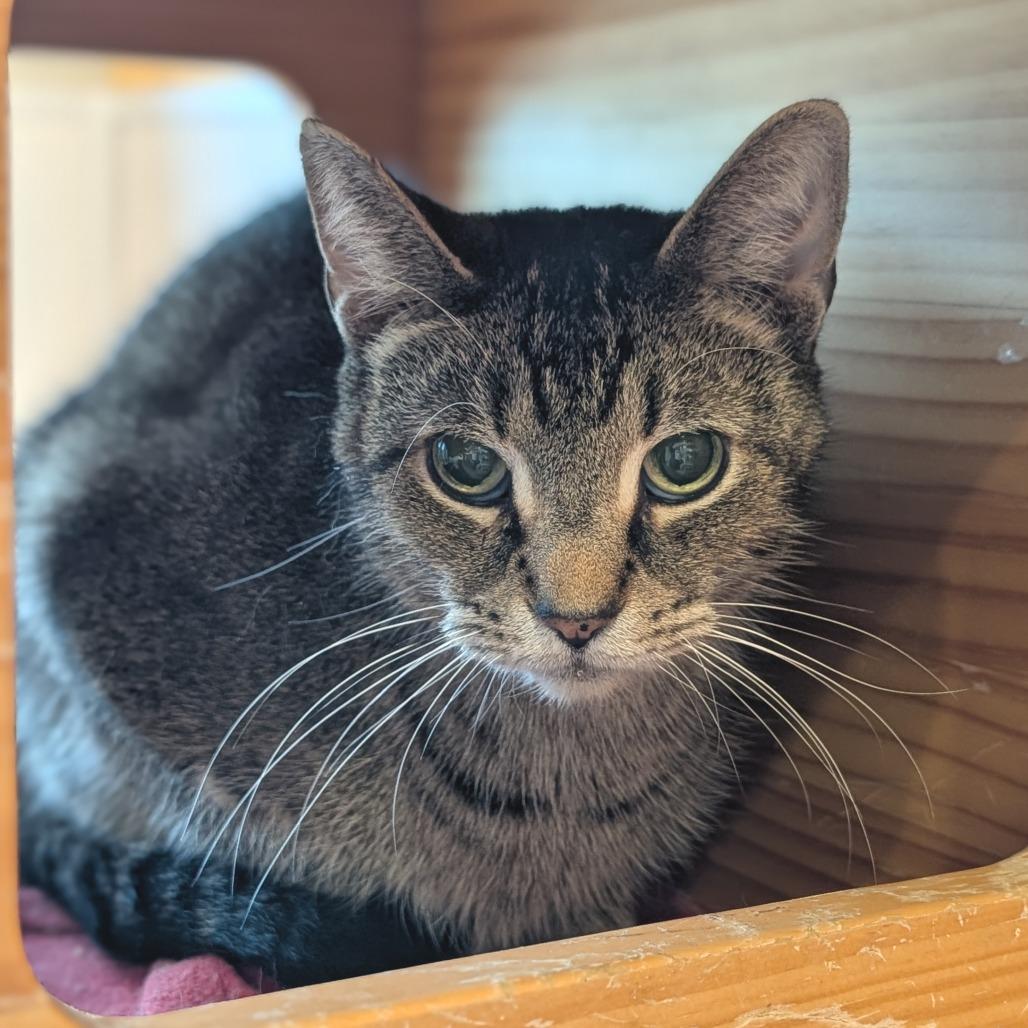 Enlarge Brownie, a Adoptable Domestic Short Hair in Washington Township, OH image 1/2