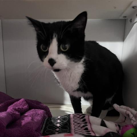 Enlarge Sarsaparilla, a Adoptable Domestic Short Hair in St. Louis, MO image 2/4