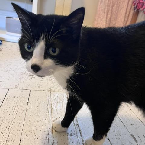 Enlarge Sarsaparilla, a Adoptable Domestic Short Hair in St. Louis, MO image 3/4