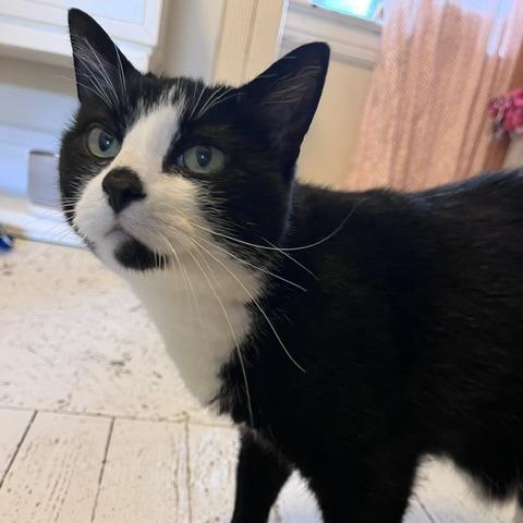 Enlarge Sarsaparilla, a Adoptable Domestic Short Hair in St. Louis, MO image 4/4