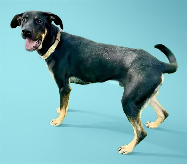 EASTWOOD, Adoptable, Young Male Treeing Walker Coonhound & German Shepherd Dog.