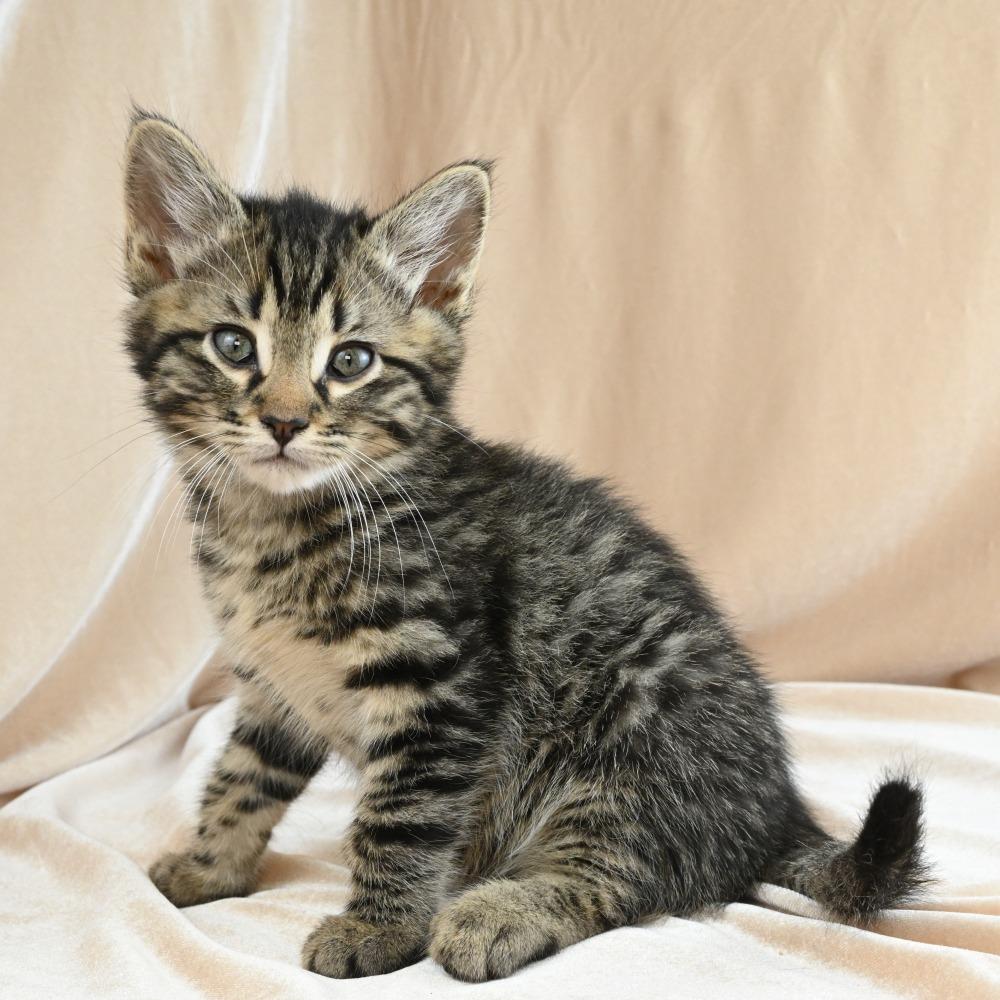 Kiwi, a Adoptable Domestic Short Hair in Mobile, AL image 1/6