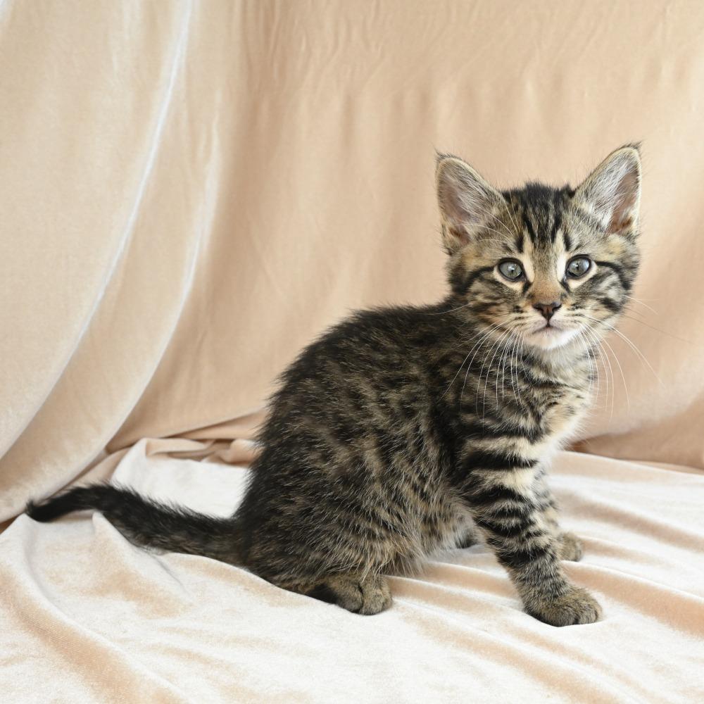Kiwi, a Adoptable Domestic Short Hair in Mobile, AL image 2/6