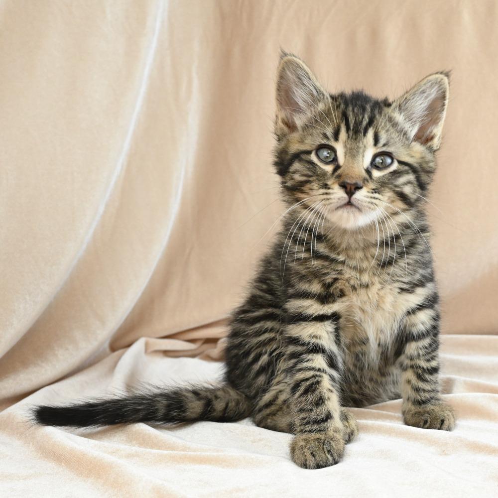 Kiwi, a Adoptable Domestic Short Hair in Mobile, AL image 3/6