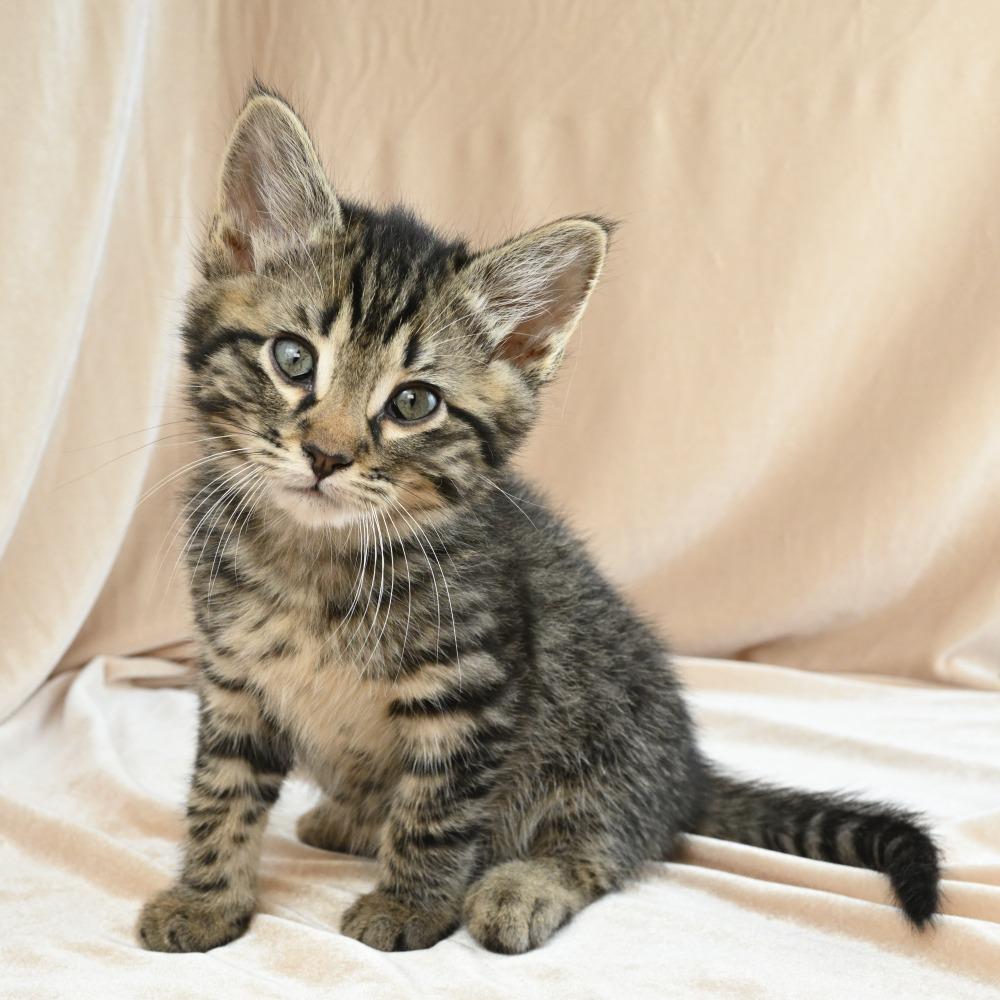 Kiwi, a Adoptable Domestic Short Hair in Mobile, AL image 4/6
