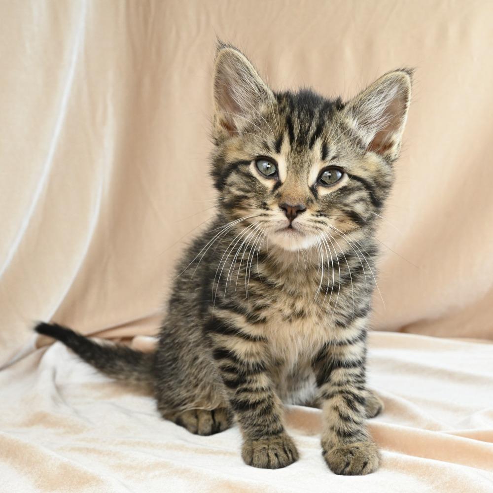 Kiwi, a Adoptable Domestic Short Hair in Mobile, AL image 5/6