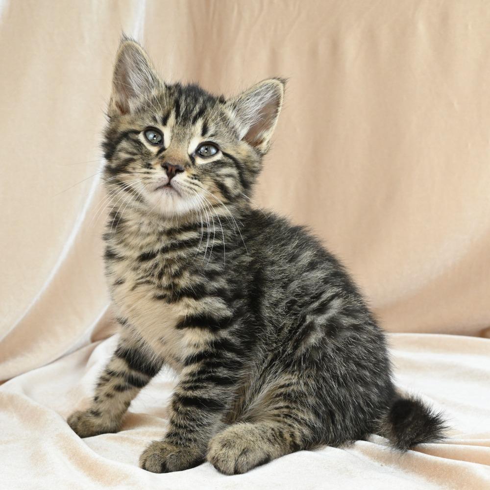 Kiwi, a Adoptable Domestic Short Hair in Mobile, AL image 6/6