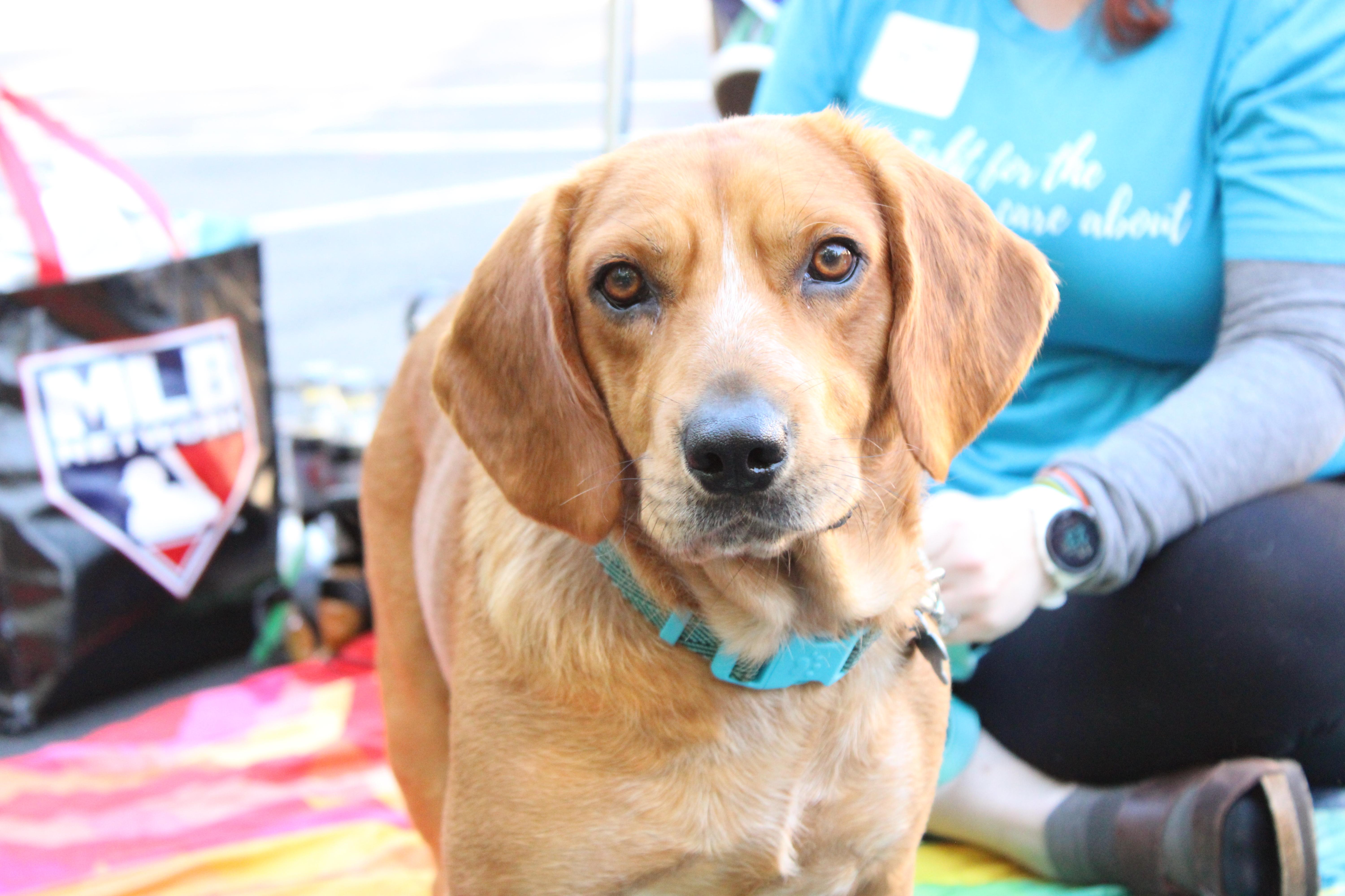 Odie, a Adoptable mixed breed in Minneapolis, MN image 2/6