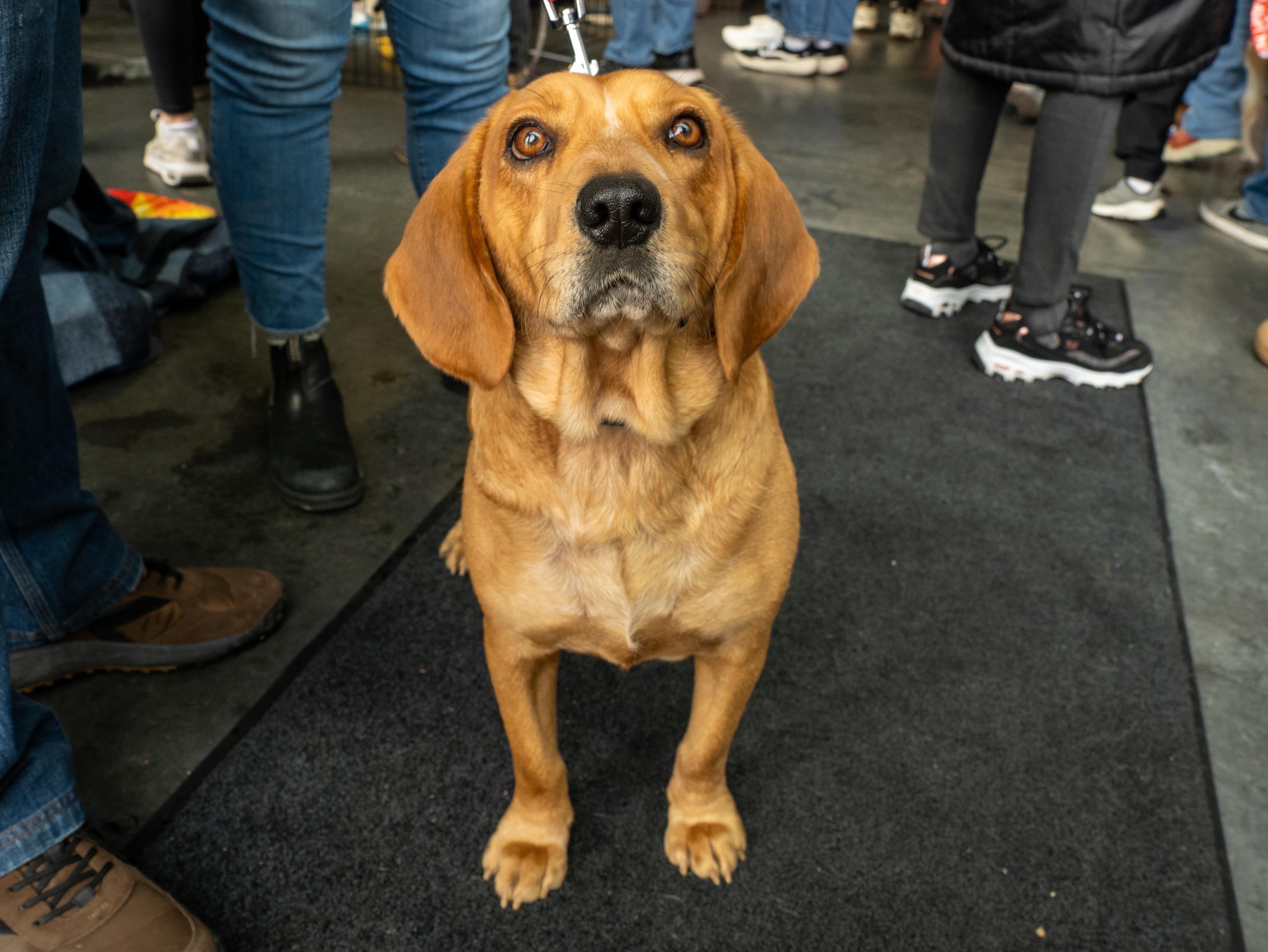 Enlarge Odie, a Adoptable mixed breed in Minneapolis, MN image 5/6