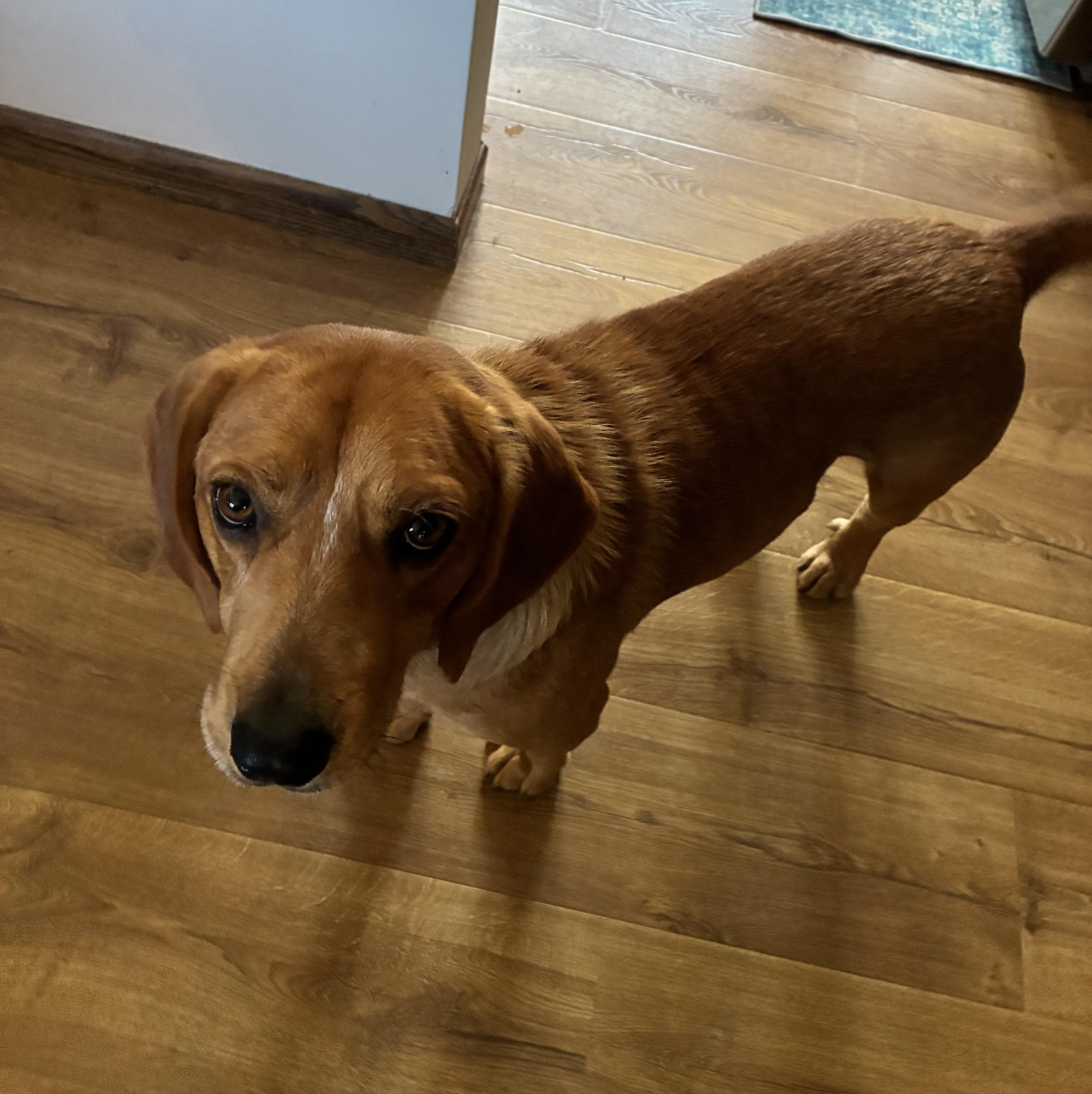 Odie, a Adoptable mixed breed in Minneapolis, MN image 6/6