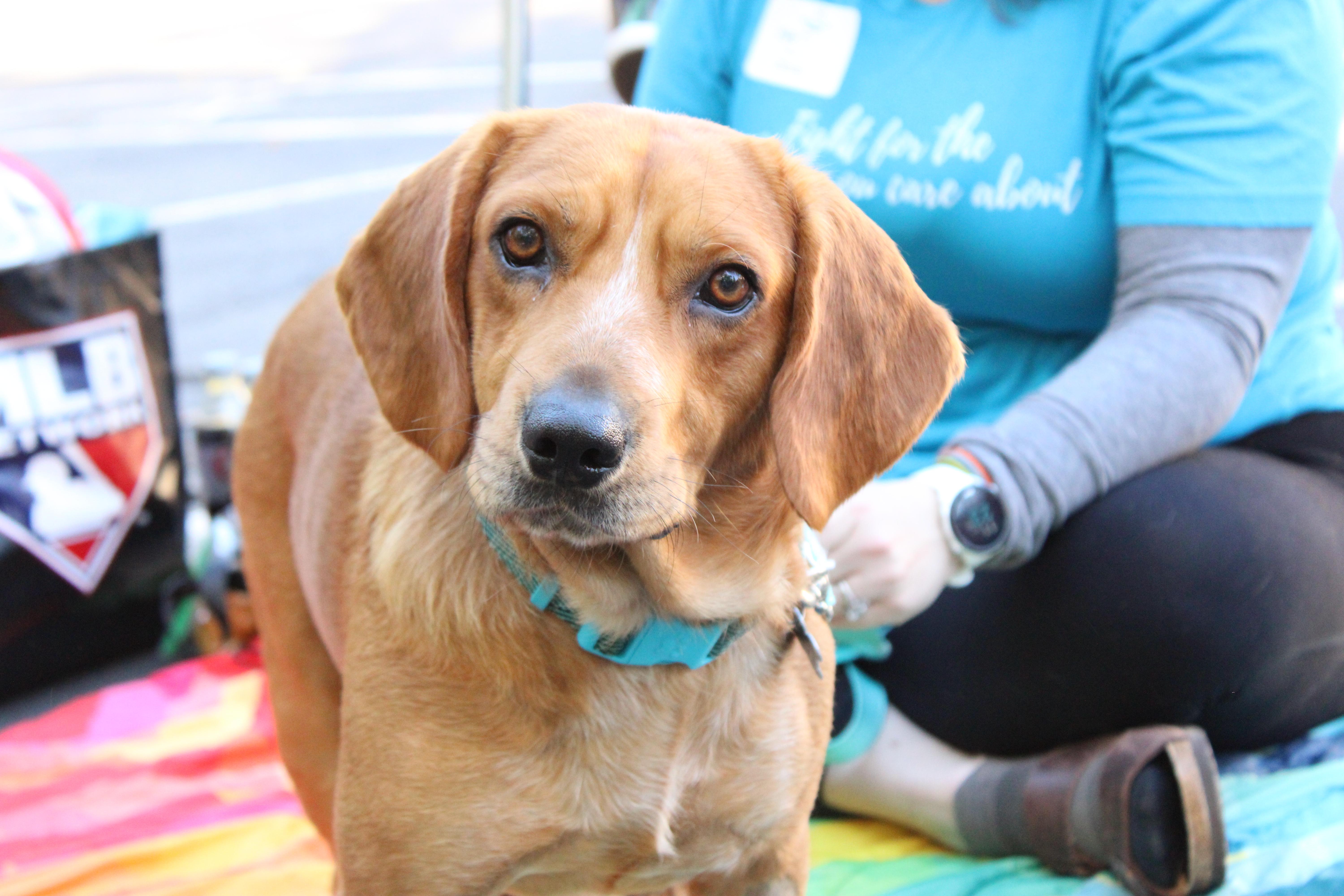 Odie, a Adoptable mixed breed in Minneapolis, MN image 1/6