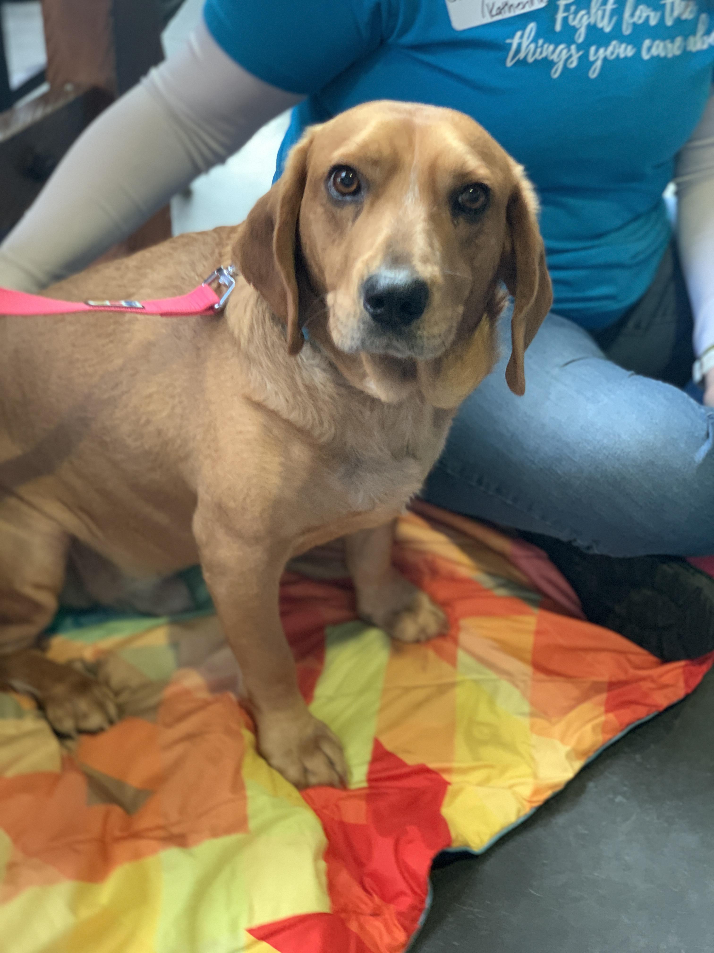 Enlarge Odie, a Adoptable mixed breed in Minneapolis, MN image 6/6