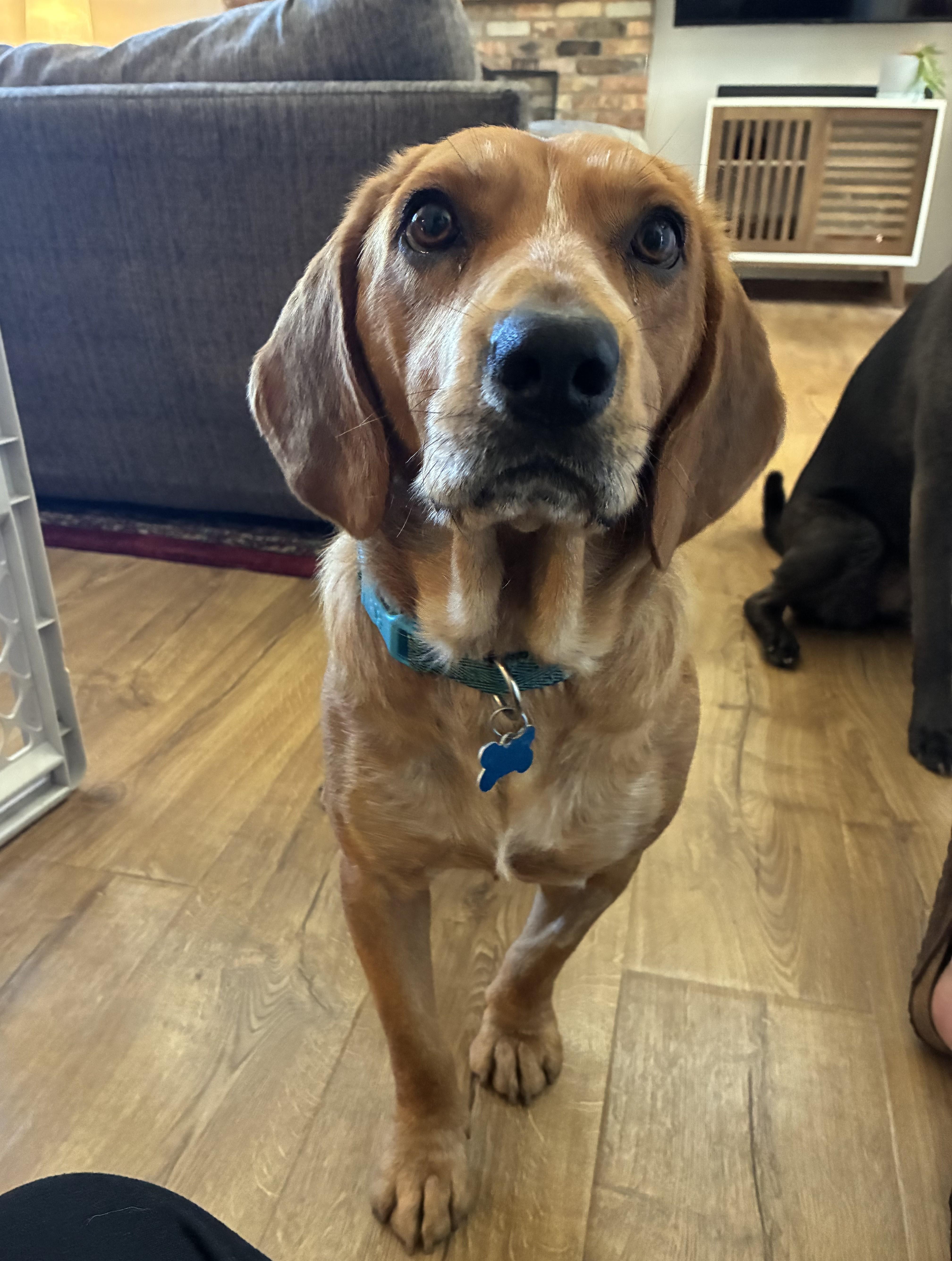 Odie, a Adoptable mixed breed in Minneapolis, MN image 5/6