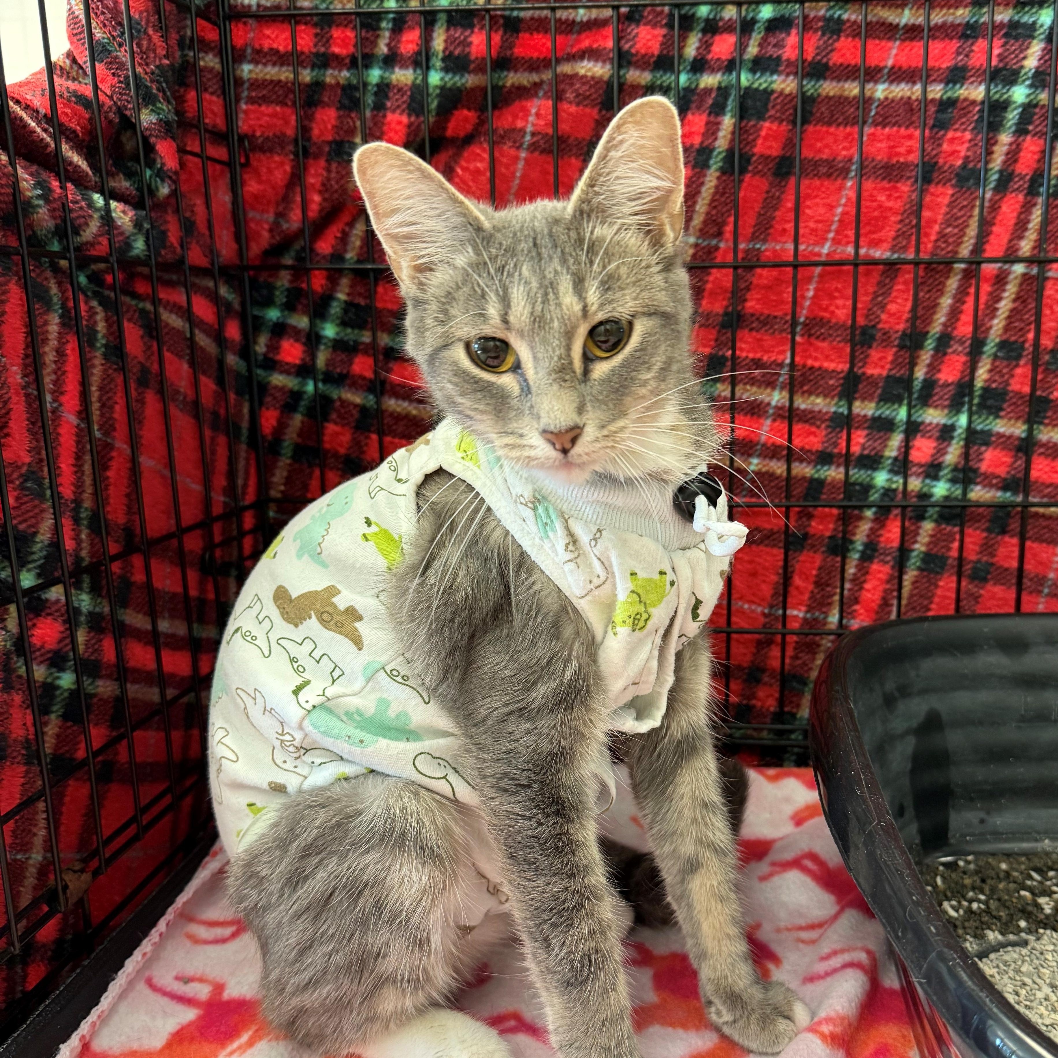 Rommi, Adult Female Domestic Short Hair