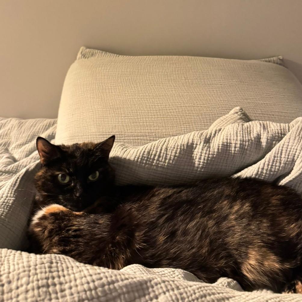 Homi, Adoptable, Senior Female Domestic Short Hair.