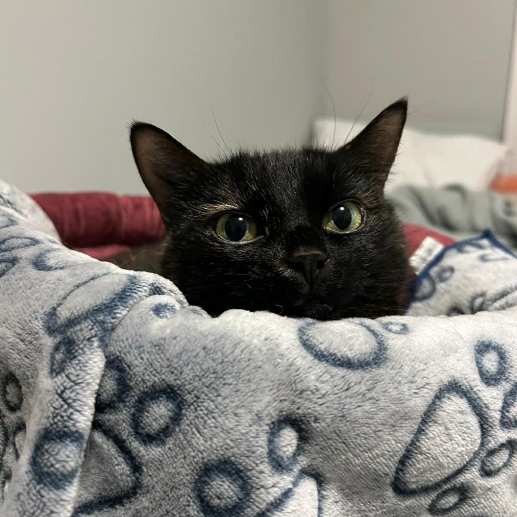 Homi, a Adoptable Domestic Short Hair in Puslinch, ON image 4/6