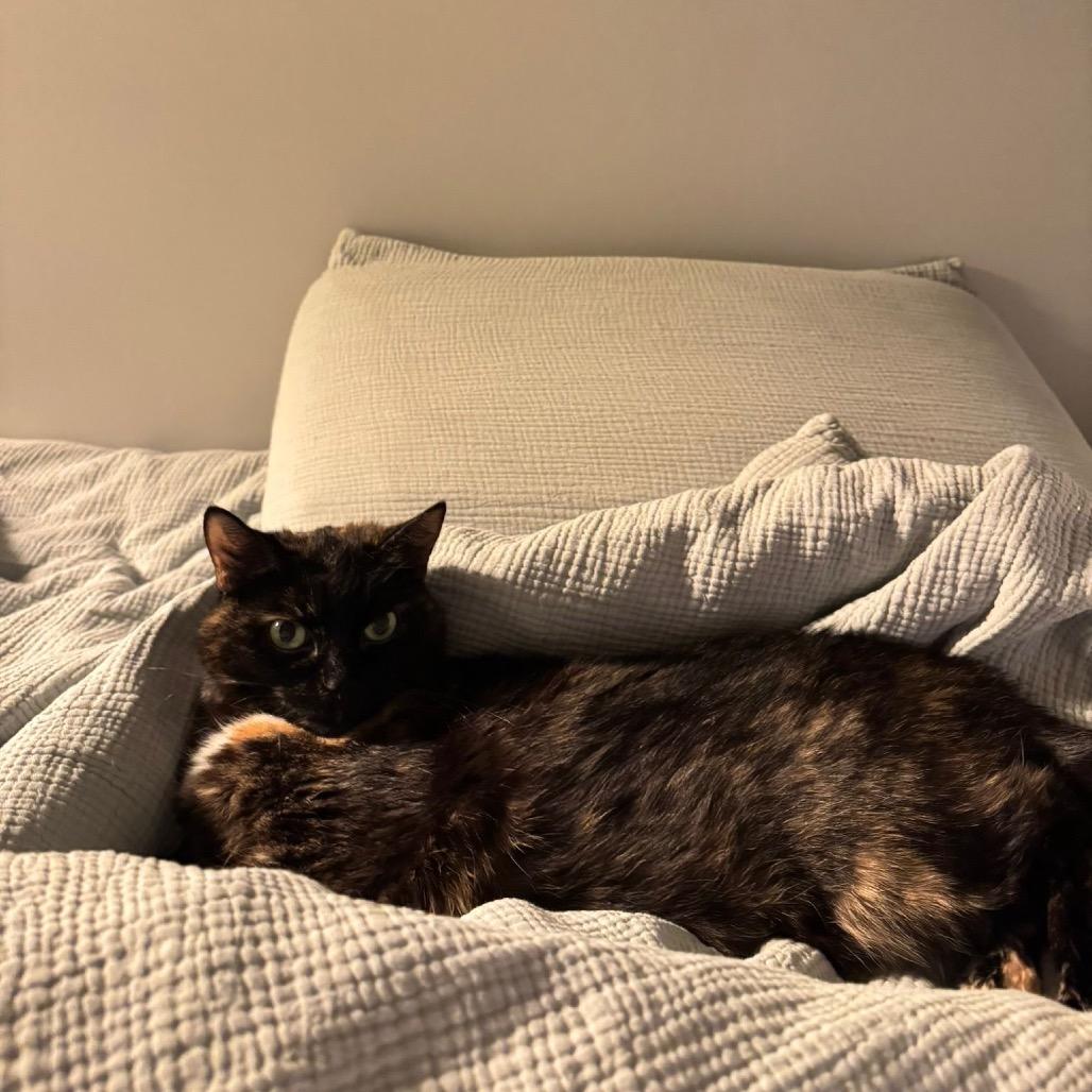 Homi, Adoptable, Senior Female Domestic Short Hair.