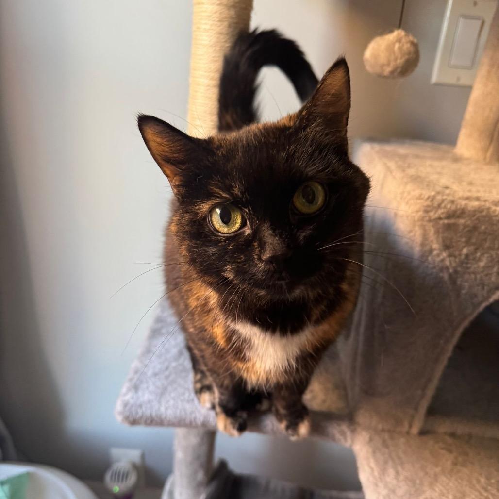 Homi, a Adoptable Domestic Short Hair in Puslinch, ON image 2/6