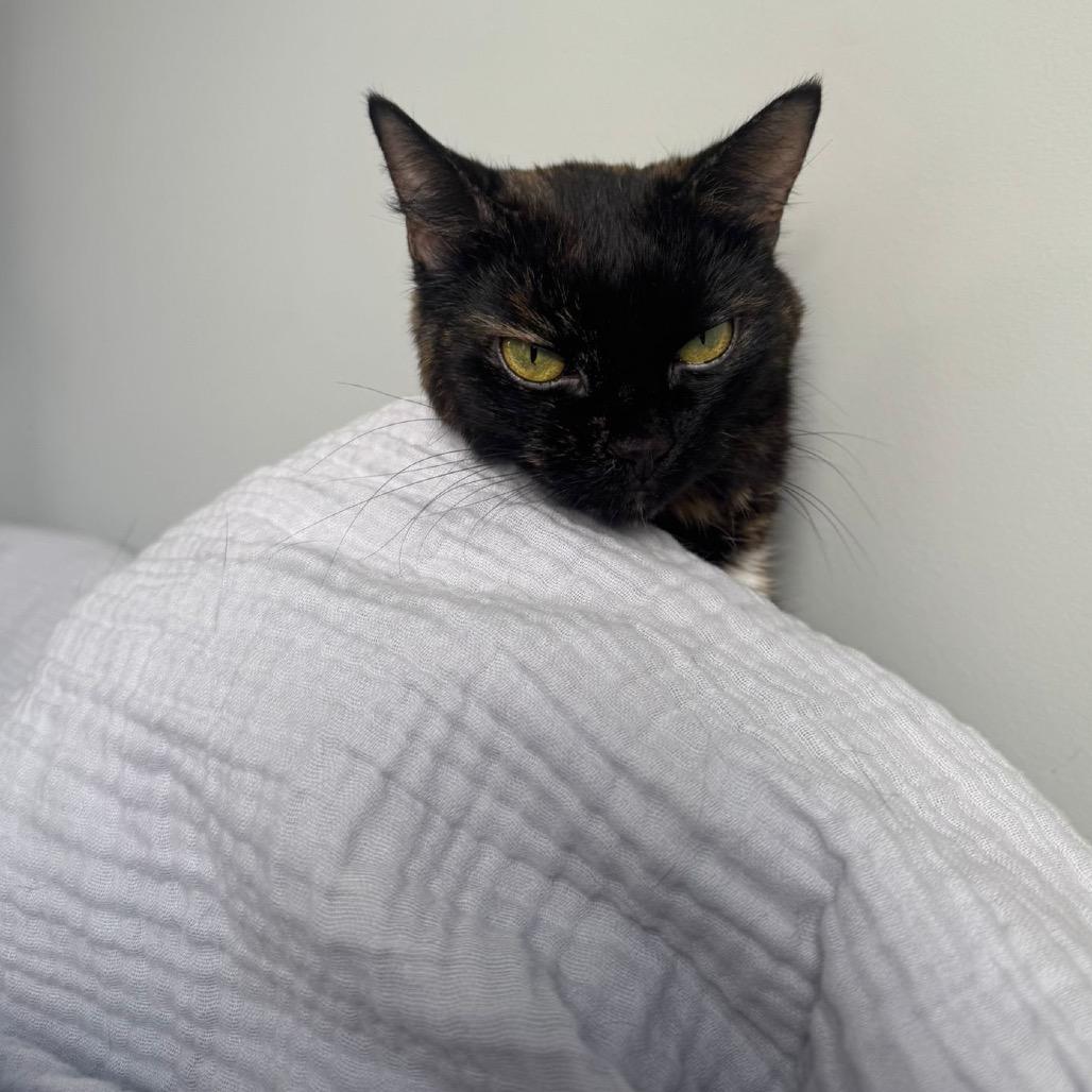 Homi, a Adoptable Domestic Short Hair in Puslinch, ON image 3/6