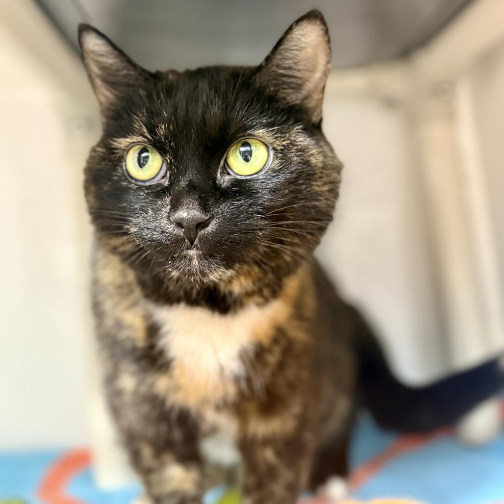 Homi, a Adoptable Domestic Short Hair in Puslinch, ON image 5/6