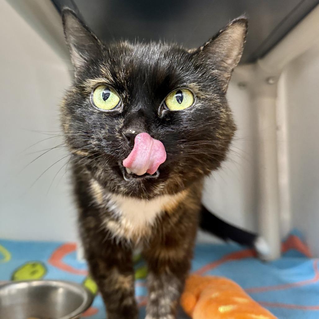 Homi, a Adoptable Domestic Short Hair in Puslinch, ON image 6/6