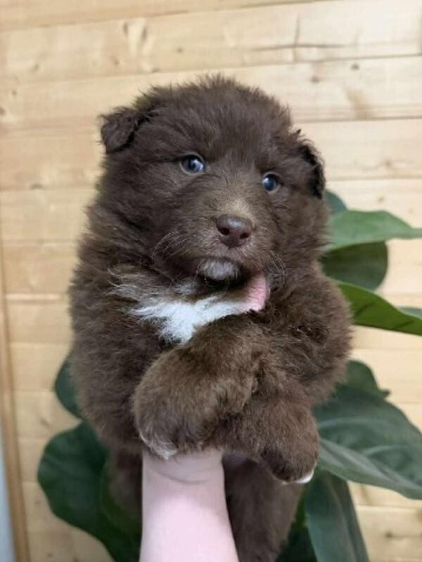 Rudy, Adoptable, Adult Male Mixed Breed.