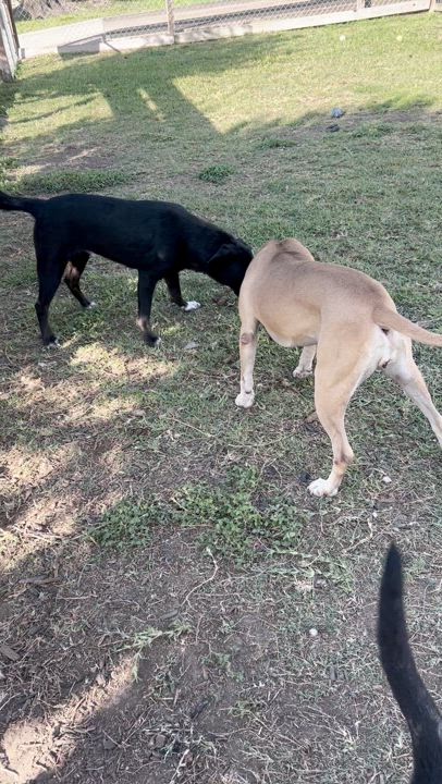 Enlarge Leo, an adoptable mixed breed in Pearland, TX video 5/5