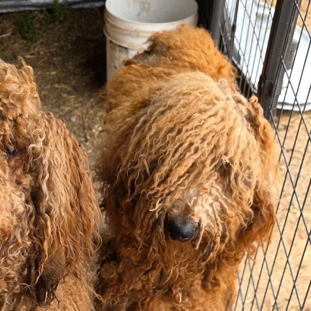 Enlarge Teddy, a Adoptable mixed breed in Goltry, OK image 1/6