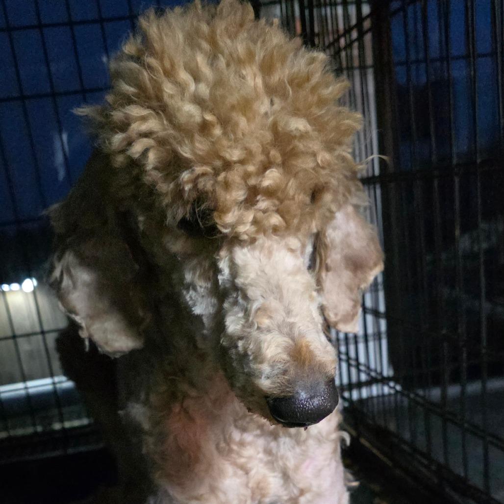 Enlarge Teddy, a Adoptable mixed breed in Goltry, OK image 2/6