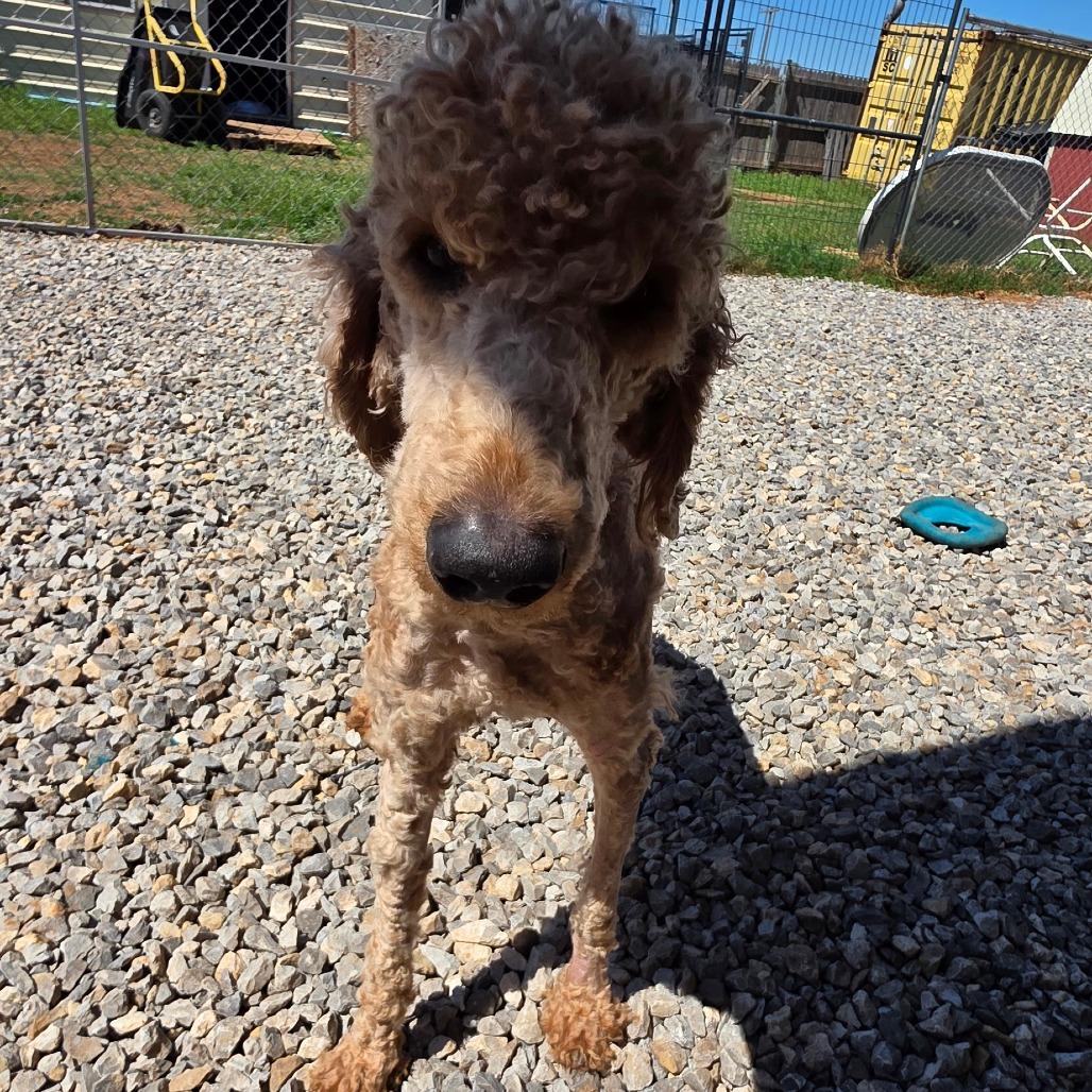 Enlarge Teddy, a Adoptable mixed breed in Goltry, OK image 3/6