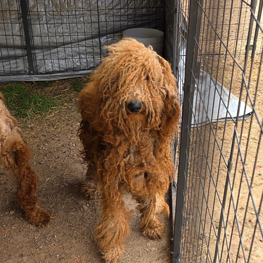 Enlarge Teddy, a Adoptable mixed breed in Goltry, OK image 4/6