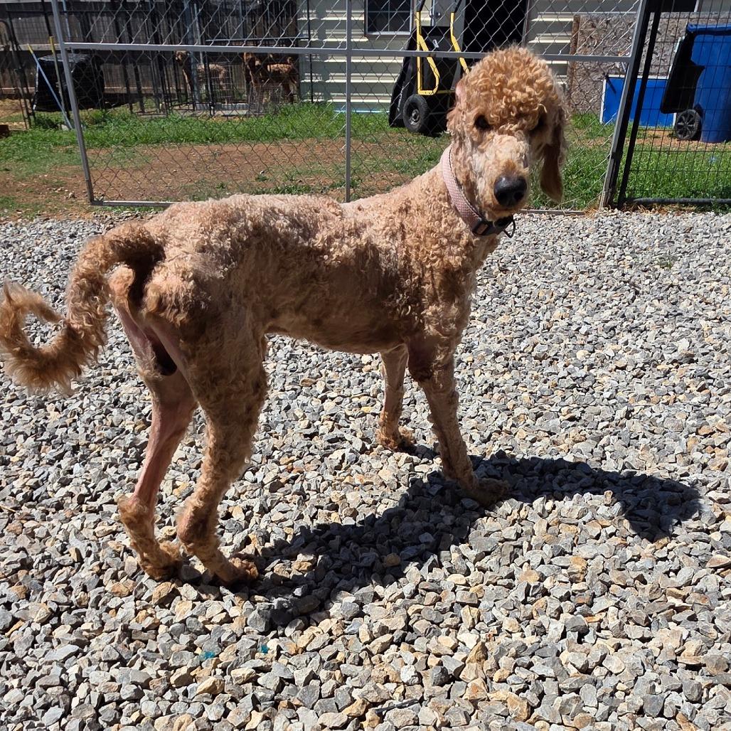 Enlarge Teddy, a Adoptable mixed breed in Goltry, OK image 6/6