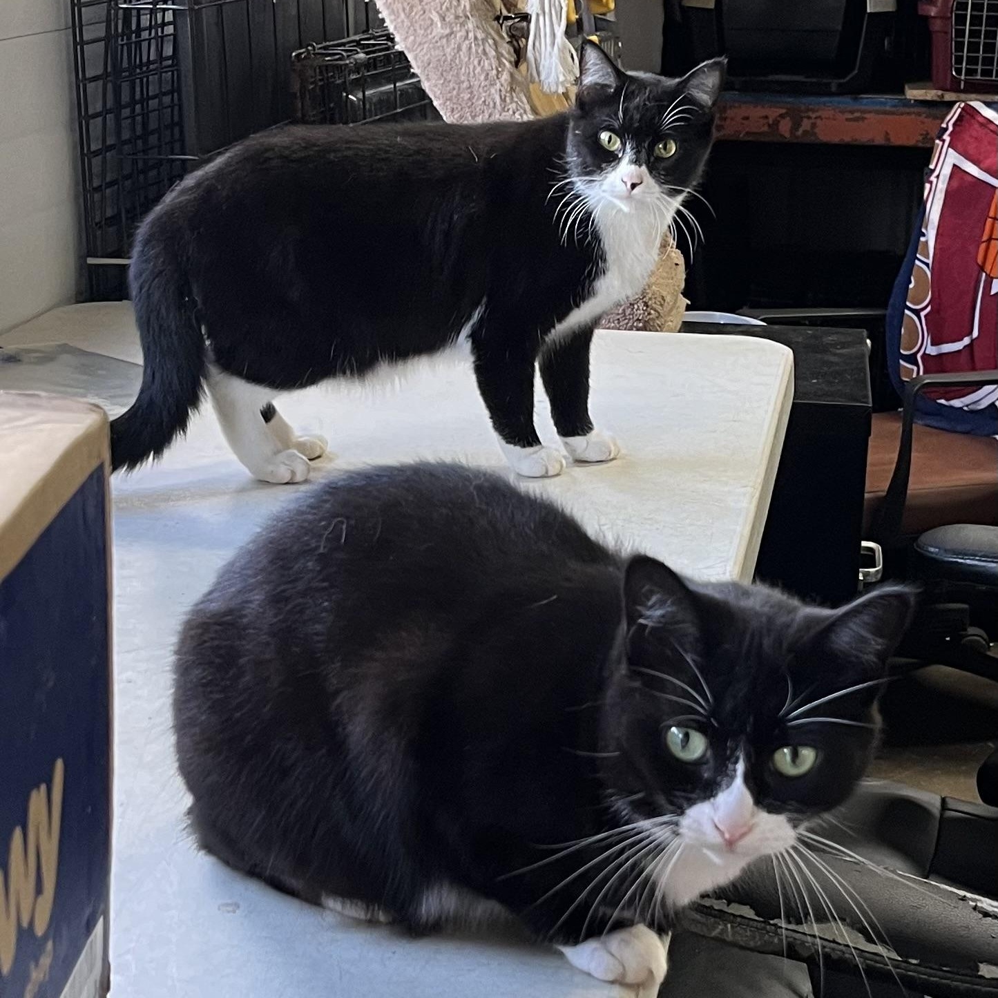 Violet (bonded with Radar), Adult Female Domestic Short Hair