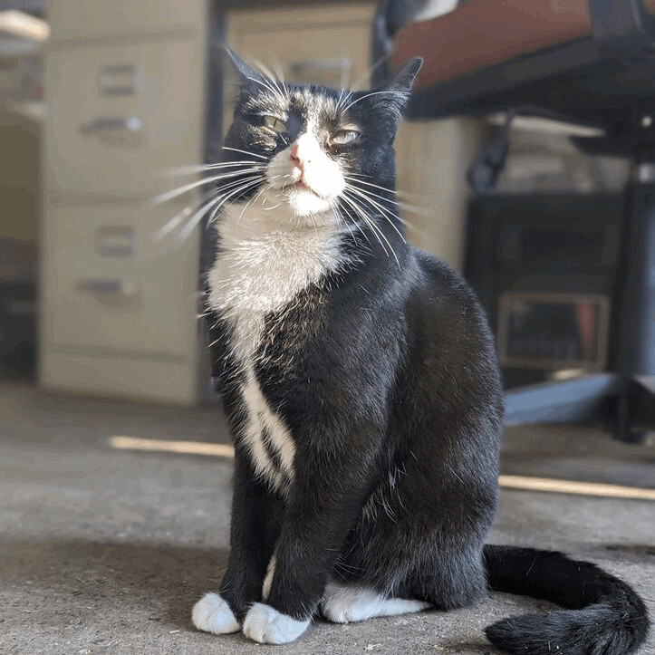 Violet (bonded with Radar) photo 3