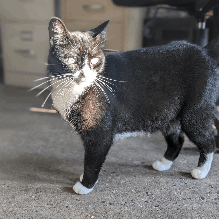 Enlarge Violet (bonded with Radar), a Adoptable Domestic Short Hair in Cortland, NY image 4/4