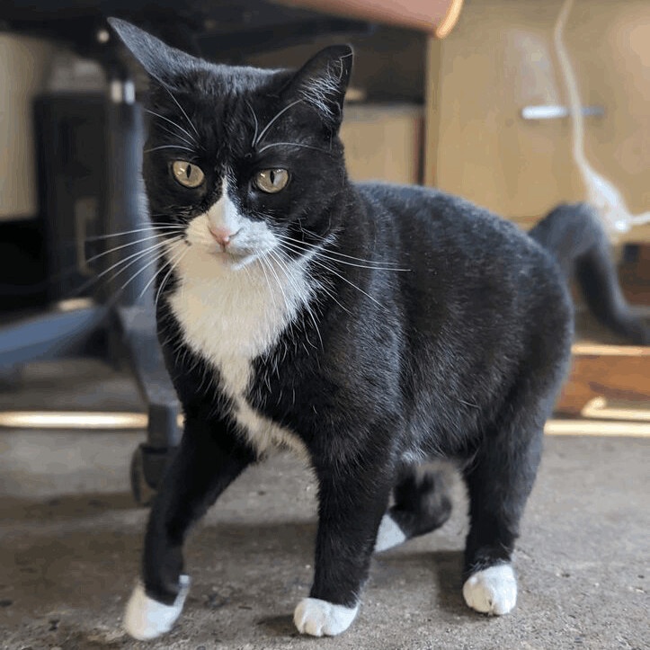 Enlarge Violet (bonded with Radar), a Adoptable Domestic Short Hair in Cortland, NY image 2/4