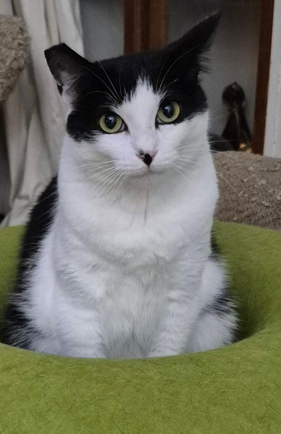 Ava (Courtesy Post), Adoptable, Adult Female Domestic Short Hair.