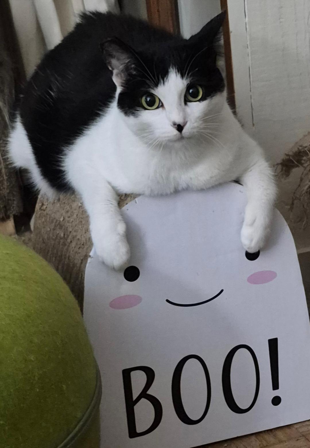 Enlarge Ava (Courtesy Post), a Adoptable Domestic Short Hair in San Jose, CA image 2/3