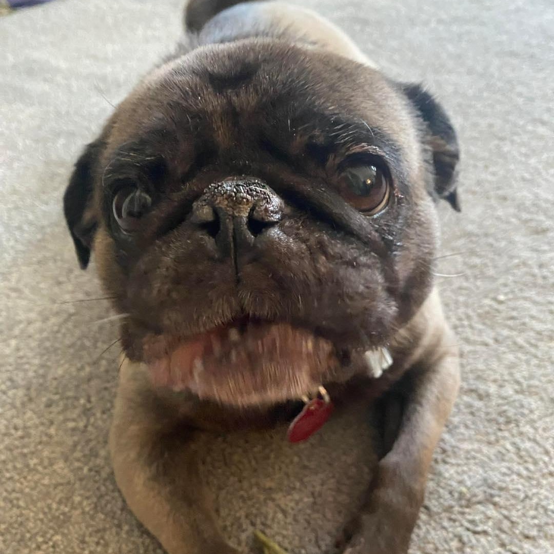 Maya, ADOPTABLE, Senior Female Pug.