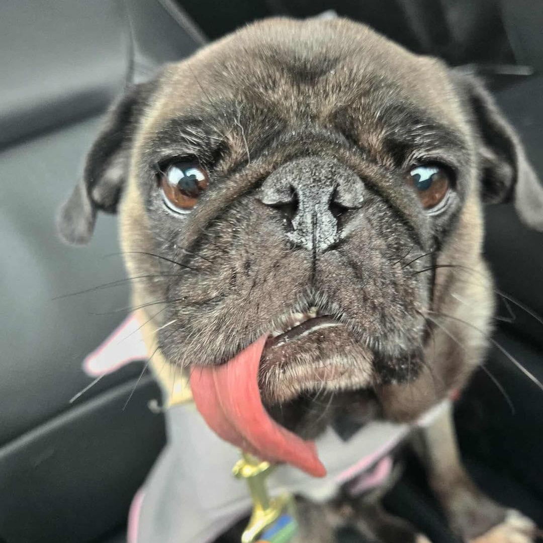 Maya, a ADOPTABLE Pug in St Thomas, ON image 2/2