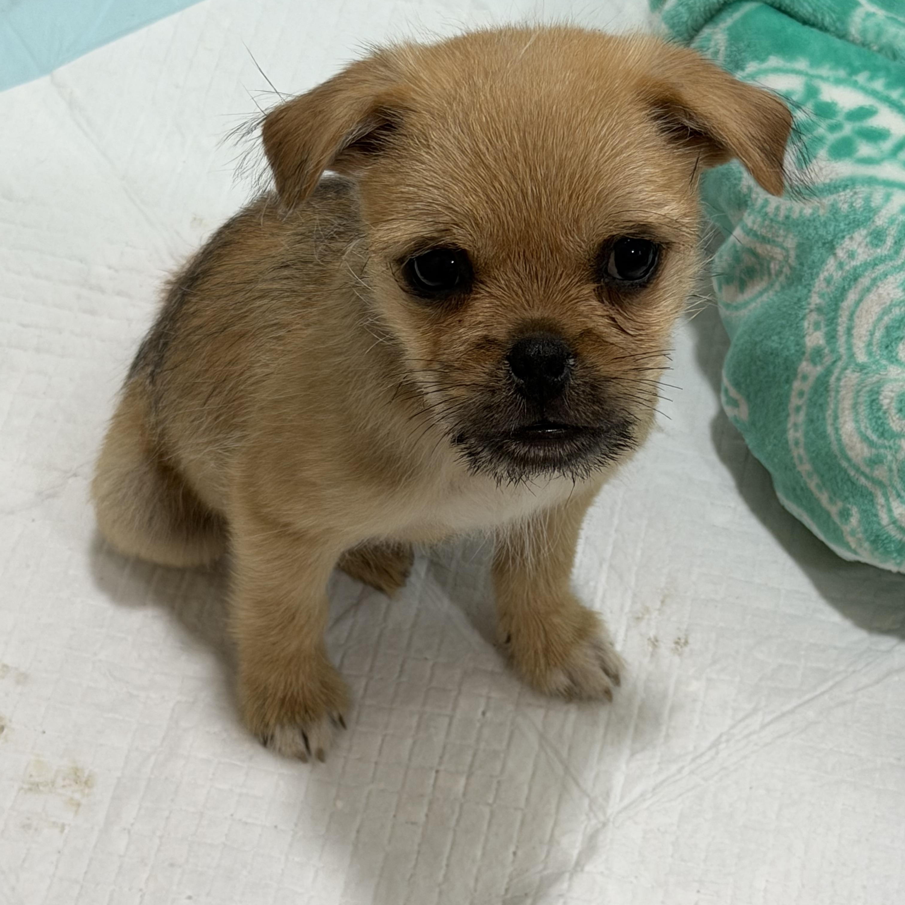 Enlarge Pasquale , a Adoptable mixed breed in Hamilton , NJ image 1/1